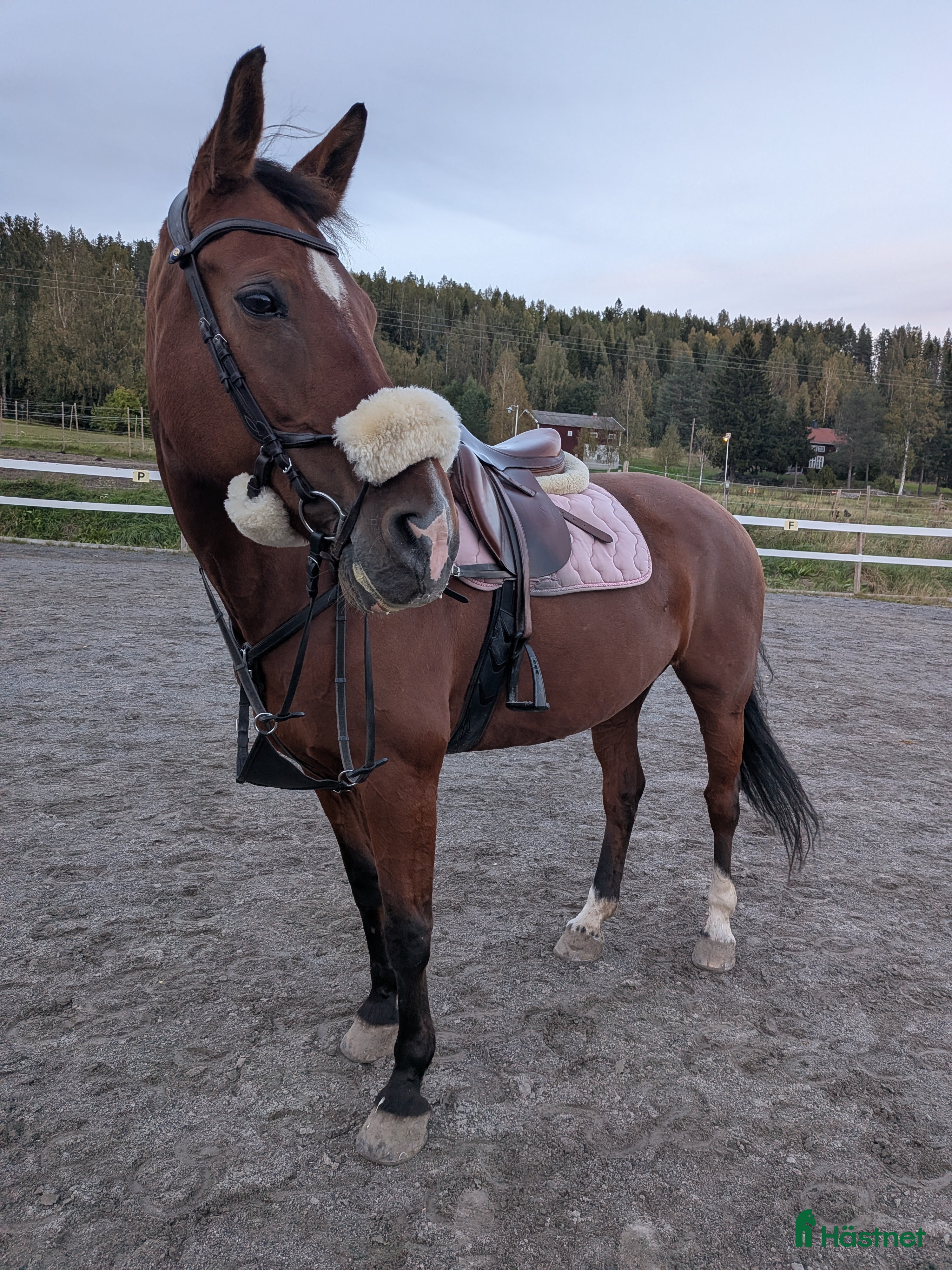  hästar Allround sto i Bjästa - Annons 6