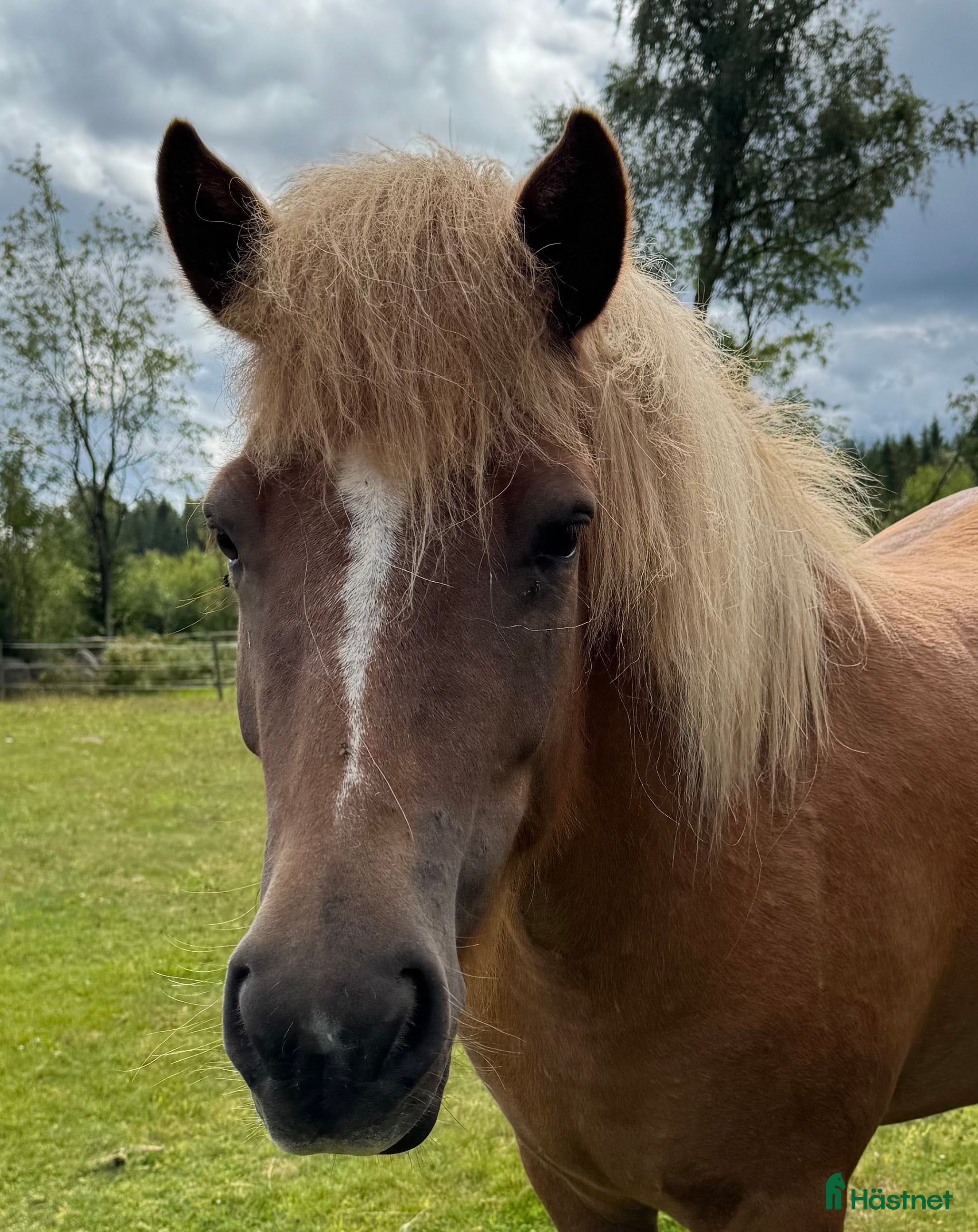  hästar Gullan - barnbarn till en 🌟!! i Skånes Fagerhult - Annons 3