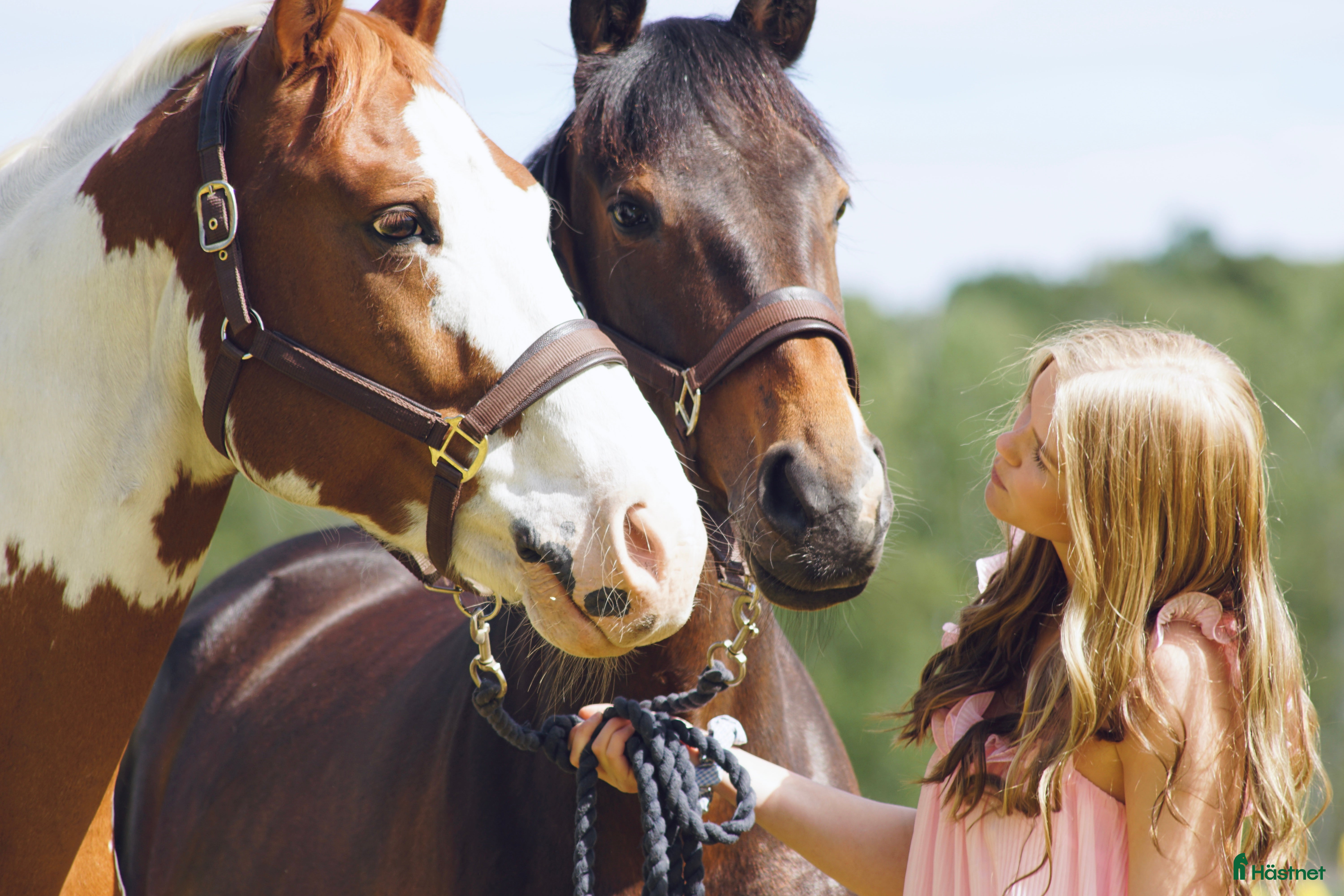  hästar SÖKER HOPPHÄST PÅ LÅN MED MÖJLIGHET TILL KÖP - Annons 1