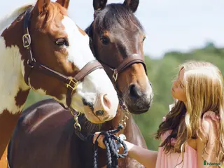 hästar SÖKER HOPPHÄST PÅ LÅN MED MÖJLIGHET TILL KÖP - Annons 1
