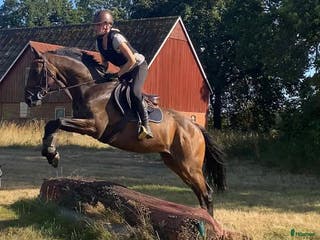 hästar Kul kille för allround/fälttävlan i Brösarp - Annons 14