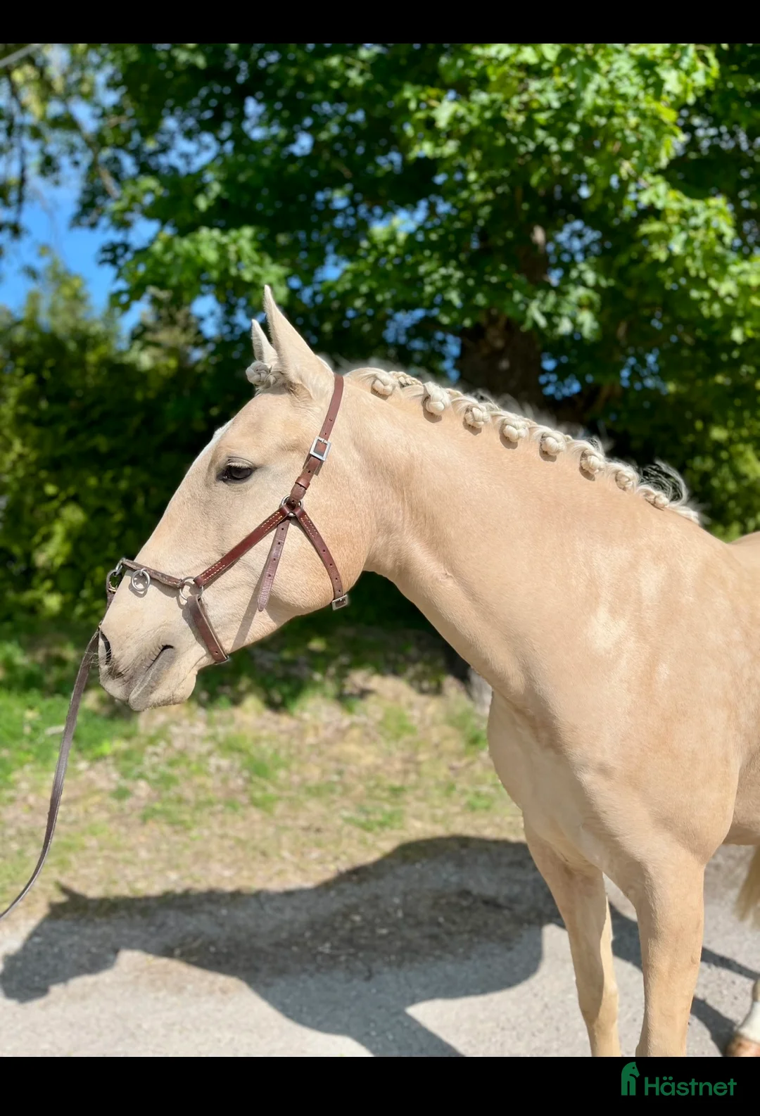Working Equitation hästar till salu: Talangfull och sagolikt vacker - Annons 1