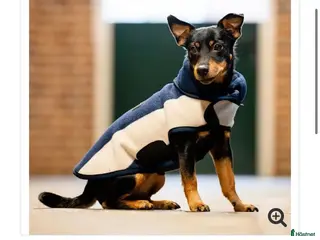 Övrig utrustning övrig utrustning till salu: Horseware hund - Annons 4