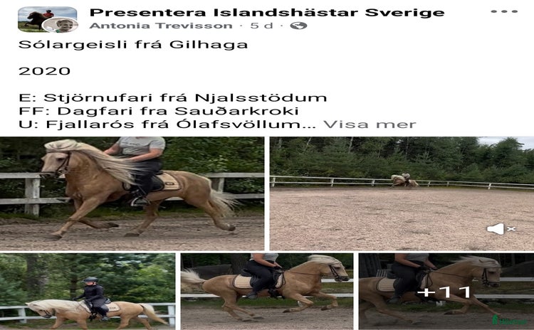  hästar i Överlida - Annons 3