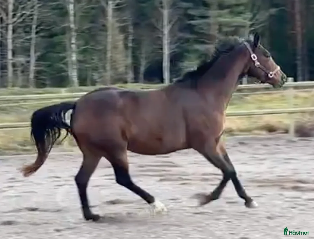 Avelshästar hästar till salu: Avelssto dräktig med Majestic Justice i Salbohed - Annons 3