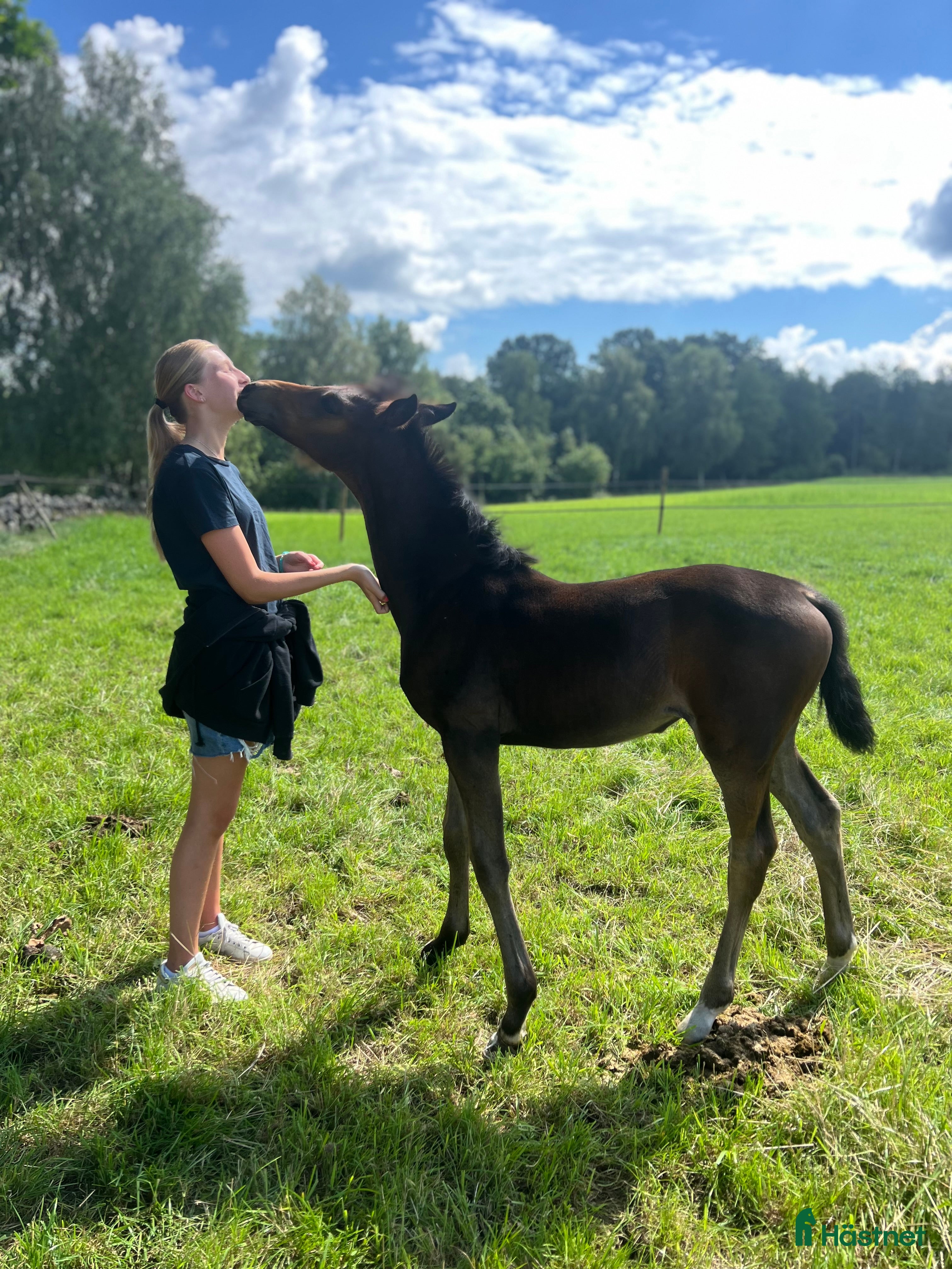  foderhäst Foderhäst sökes - Annons 7