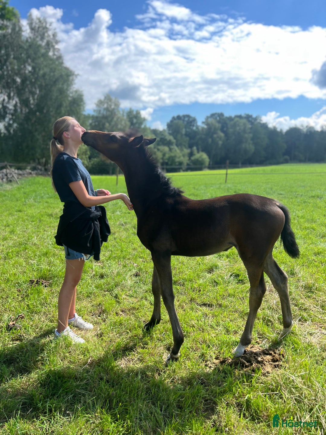  foderhäst sökes: Foderhäst sökes i Varberg - Annons 1