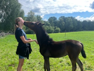 foderhäst Foderhäst sökes i Varberg - Annons 7