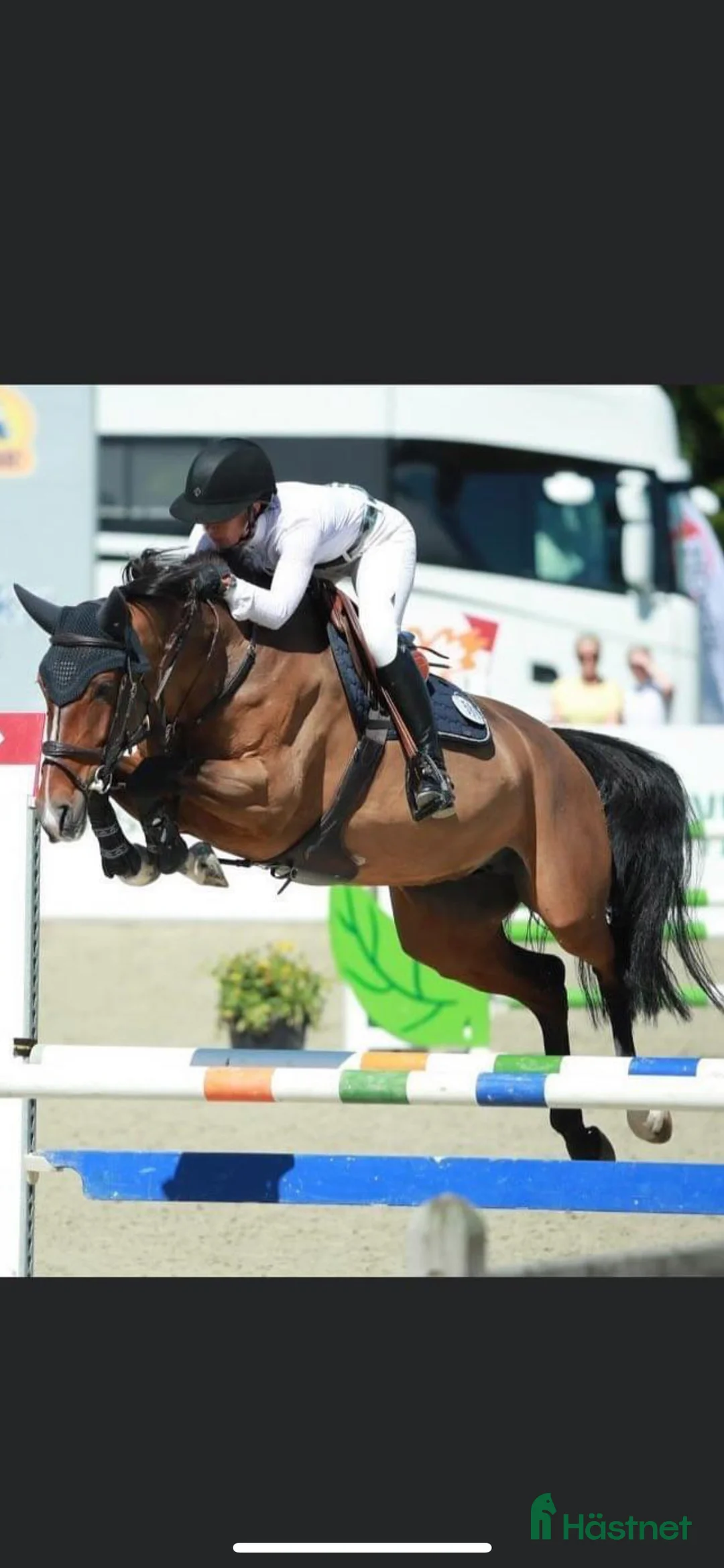 Avelshästar hästar till salu: 4e högsta bedömda i Sverige som 4åring - Annons 3