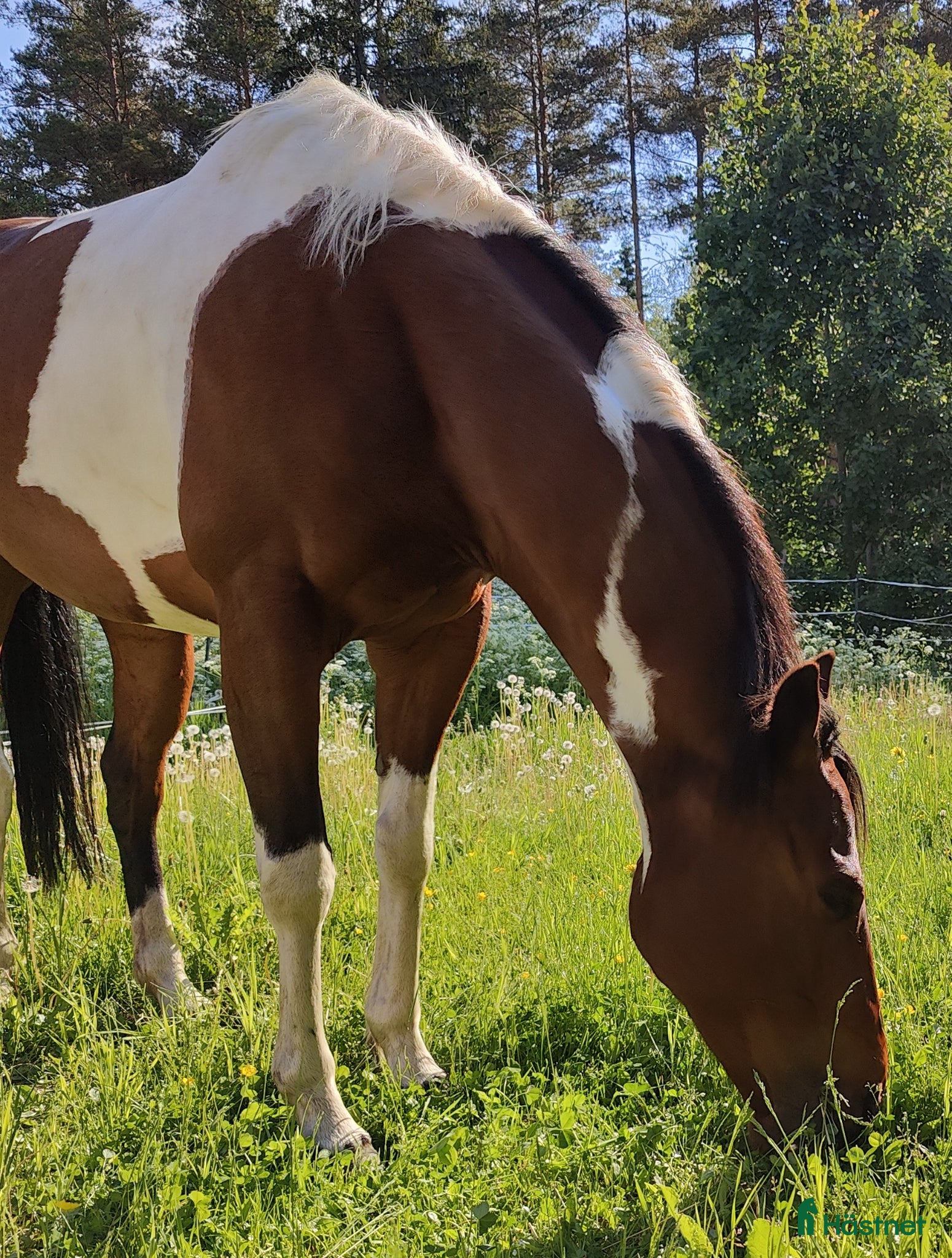  hästar Fullblod/Paint Sto f. 2017, reg. APHA - Annons 4