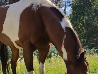 hästar Fullblod/Paint Sto f. 2017, reg. APHA - Annons 4