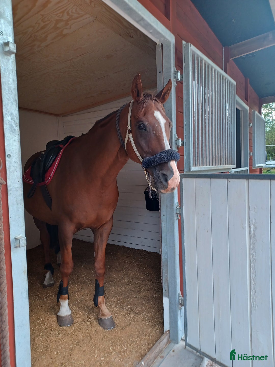 Allround hästar till salu: Snygg kille i Mora - Annons 1