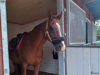 Allround hästar till salu i Mora - Annons 1