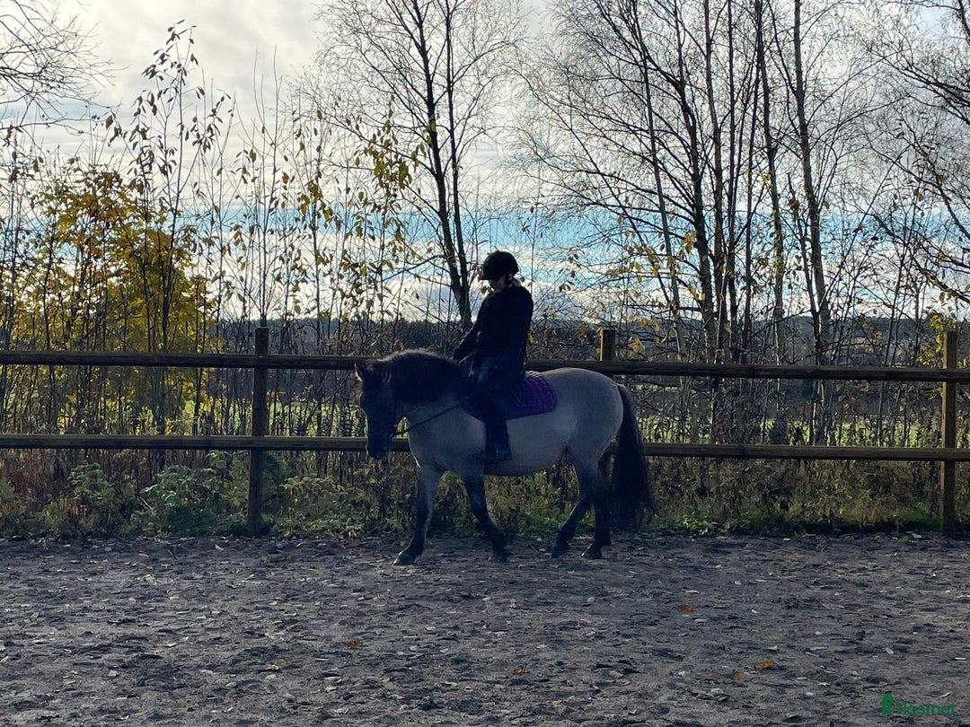 Körning hästar till salu: Charmig ponny till tuff ryttare! i Ljusdal - Annons 2