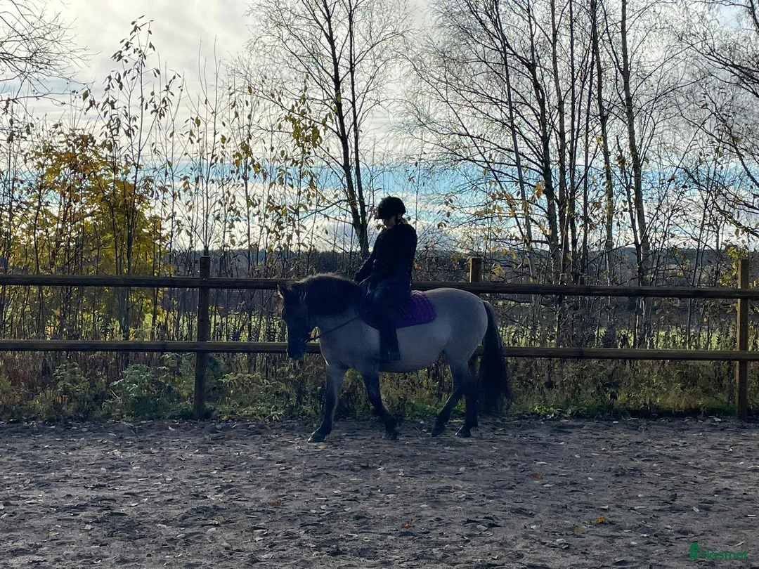 Körning hästar till salu: Charmig ponny till tuff ryttare! - Annons 2