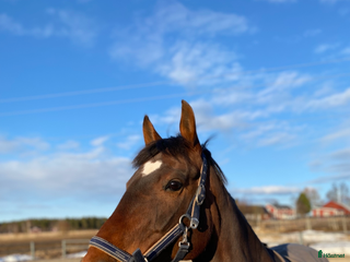 hästar Lyxigaste skogsmullen i Piteå - Annons 23