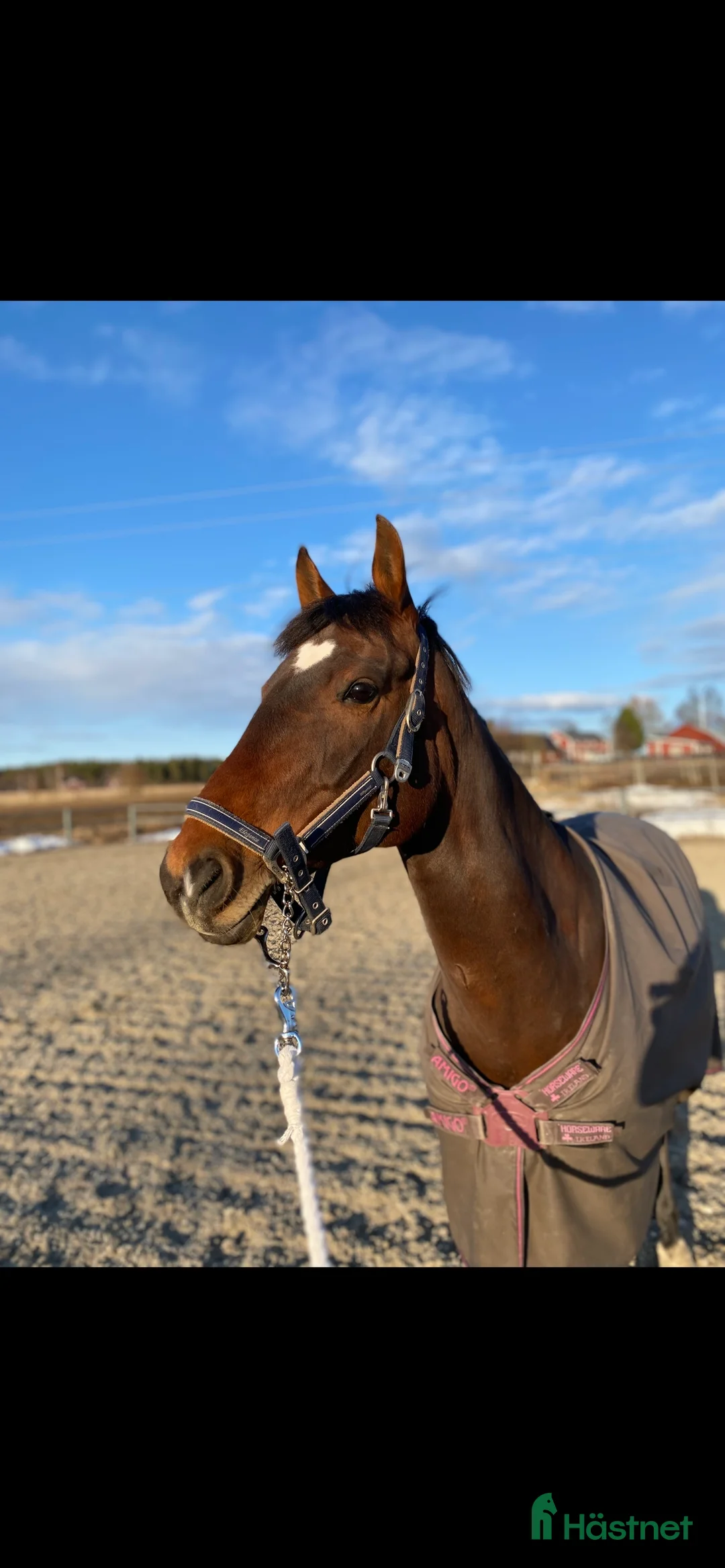 Allround hästar till salu: Lyxigaste skogsmullen  i Piteå - Annons 1
