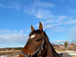 hästar Lyxigaste skogsmullen i Piteå - Annons 3