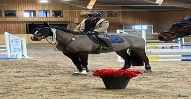  hästar i Västerås - Annons 16