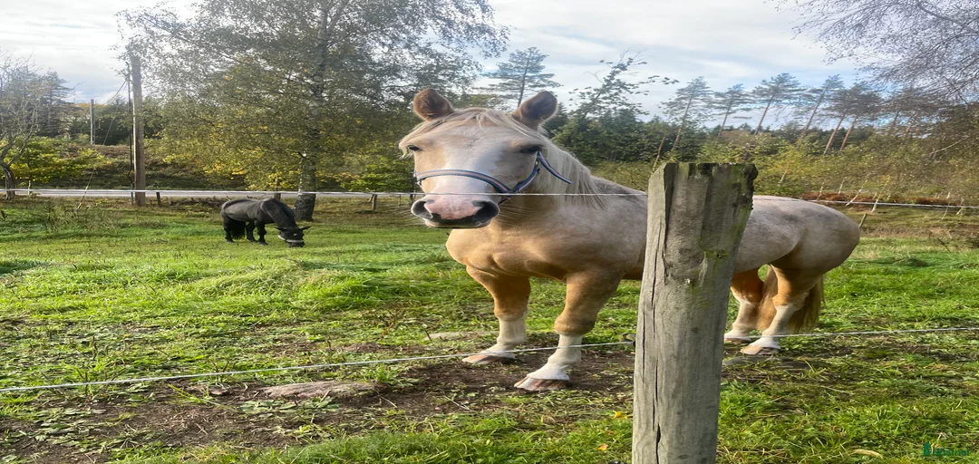 Galleribild {{count}}