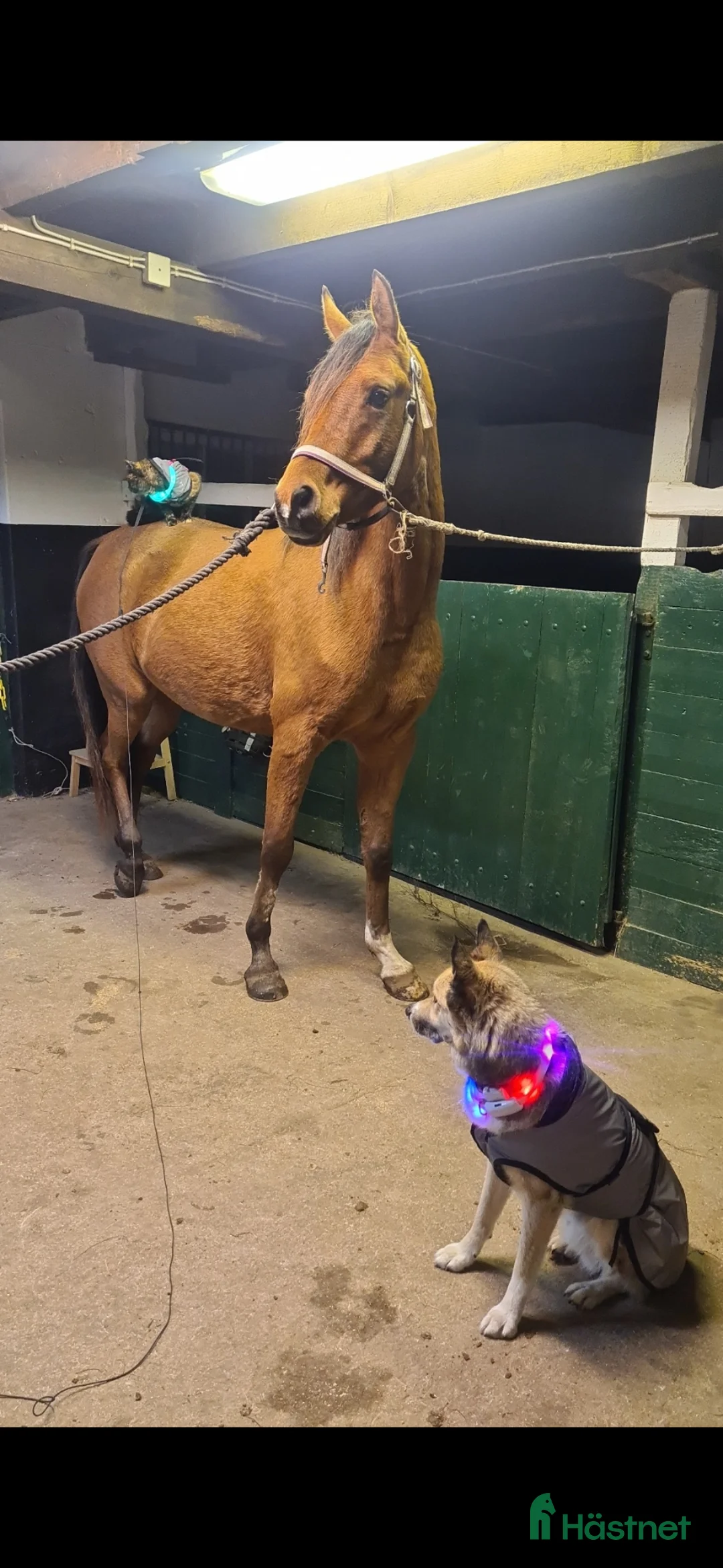 Allround hästar till salu: Panda - Arabiskt fullblod!  - Annons 8