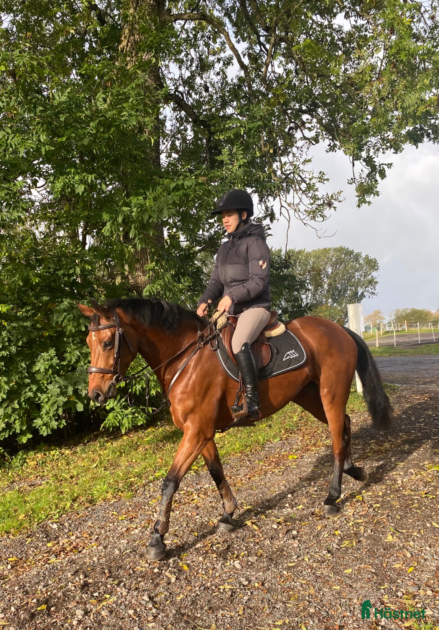  hästar Projekthäst som tidigare tävlat  - Annons 1