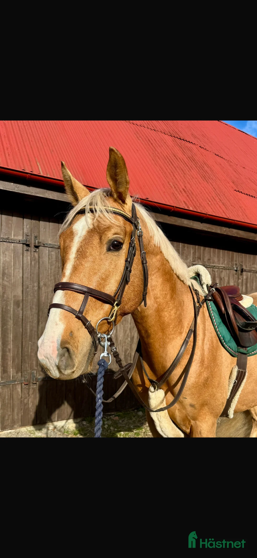 Allround hästar till salu: UTVECKLINGSBAR VALACK   - Annons 1