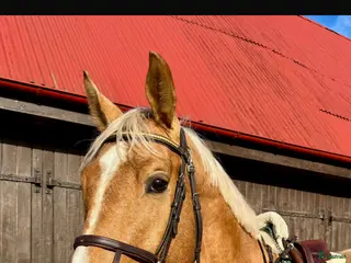 hästar UTVECKLINGSBAR VALACK - Annons 5