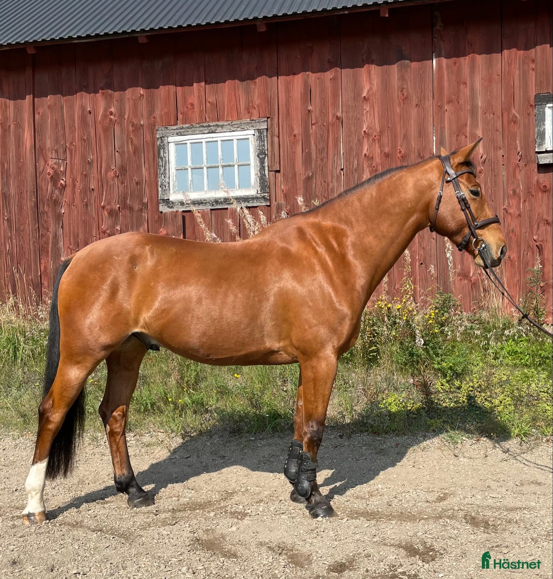 Hoppning hästar till salu: Härlig valack med potential i Enhörna - Annons 1