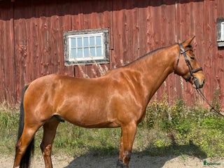 hästar Härlig valack med potential i Enhörna - Annons 13