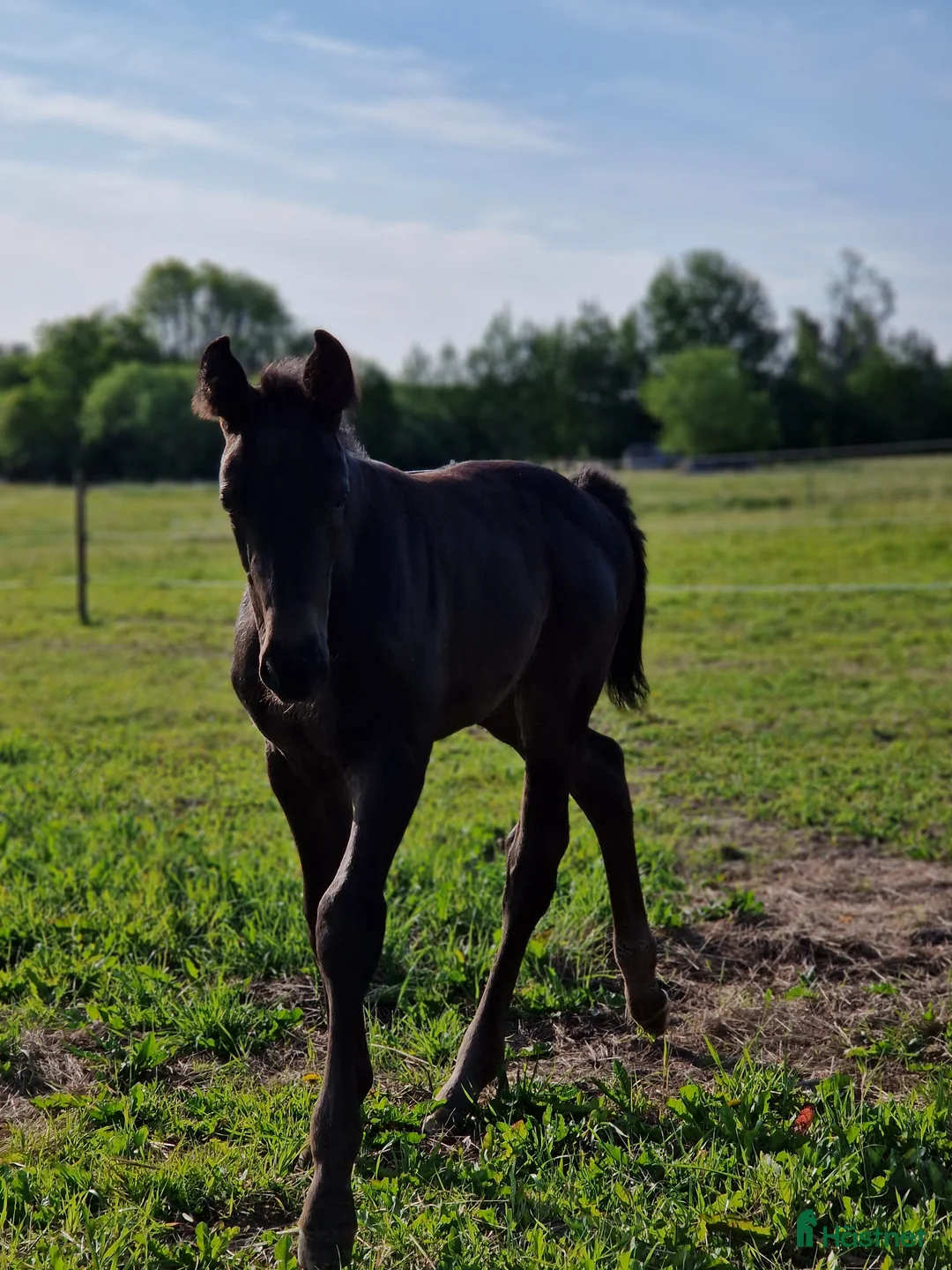 Hoppning hästar till salu: Vackra Wakanda - Annons 5