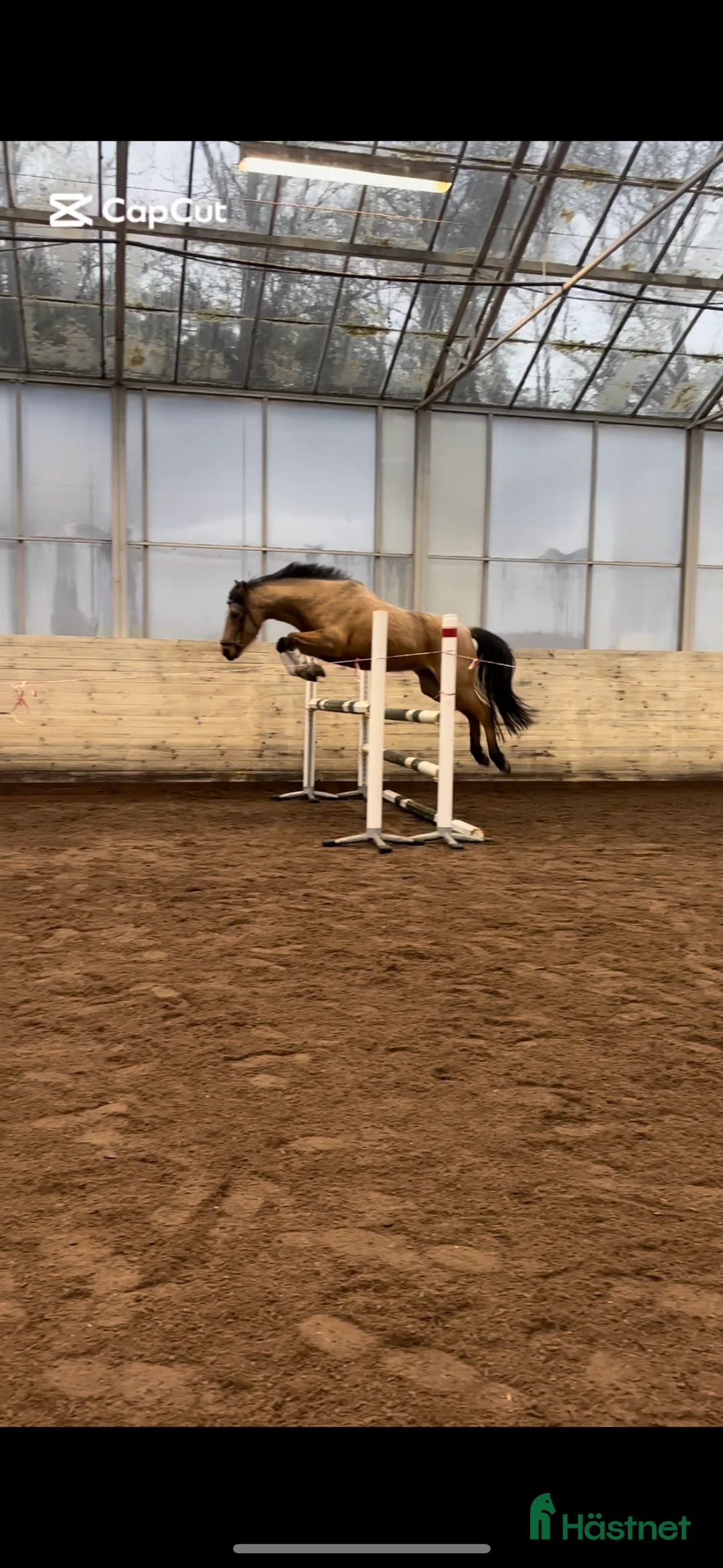 Allround hästar till salu: Sagolika allround ponnyn Saga! - Annons 2