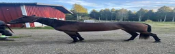 Trav hästar till salu: Fin tjej - Annons 2
