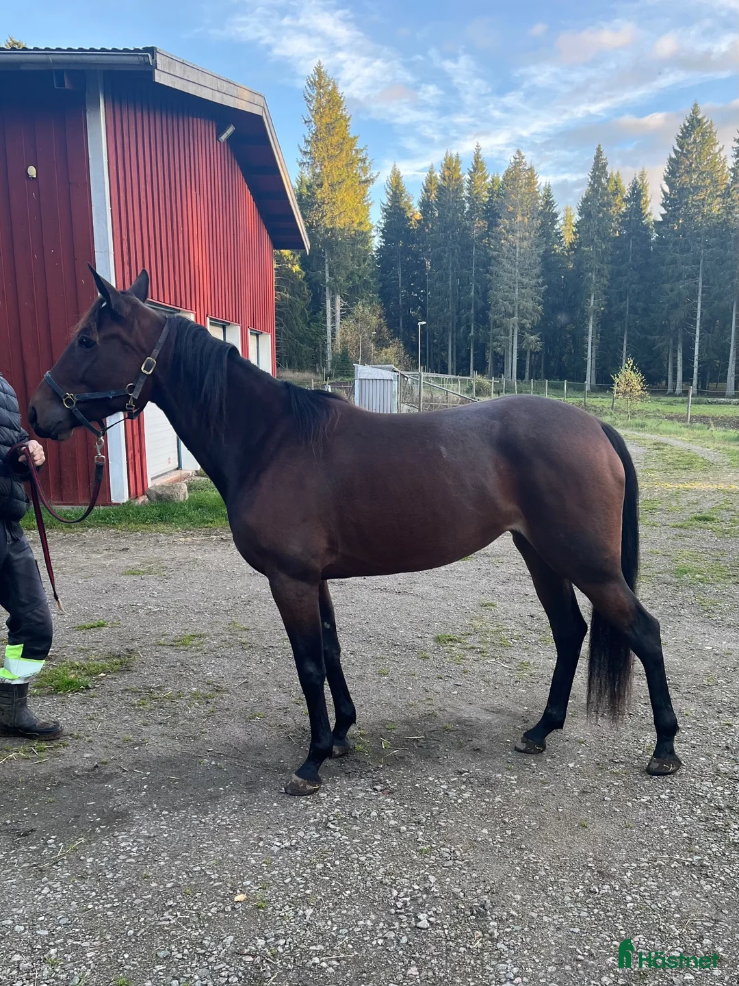 Trav hästar till salu: Fin tjej - Annons 2