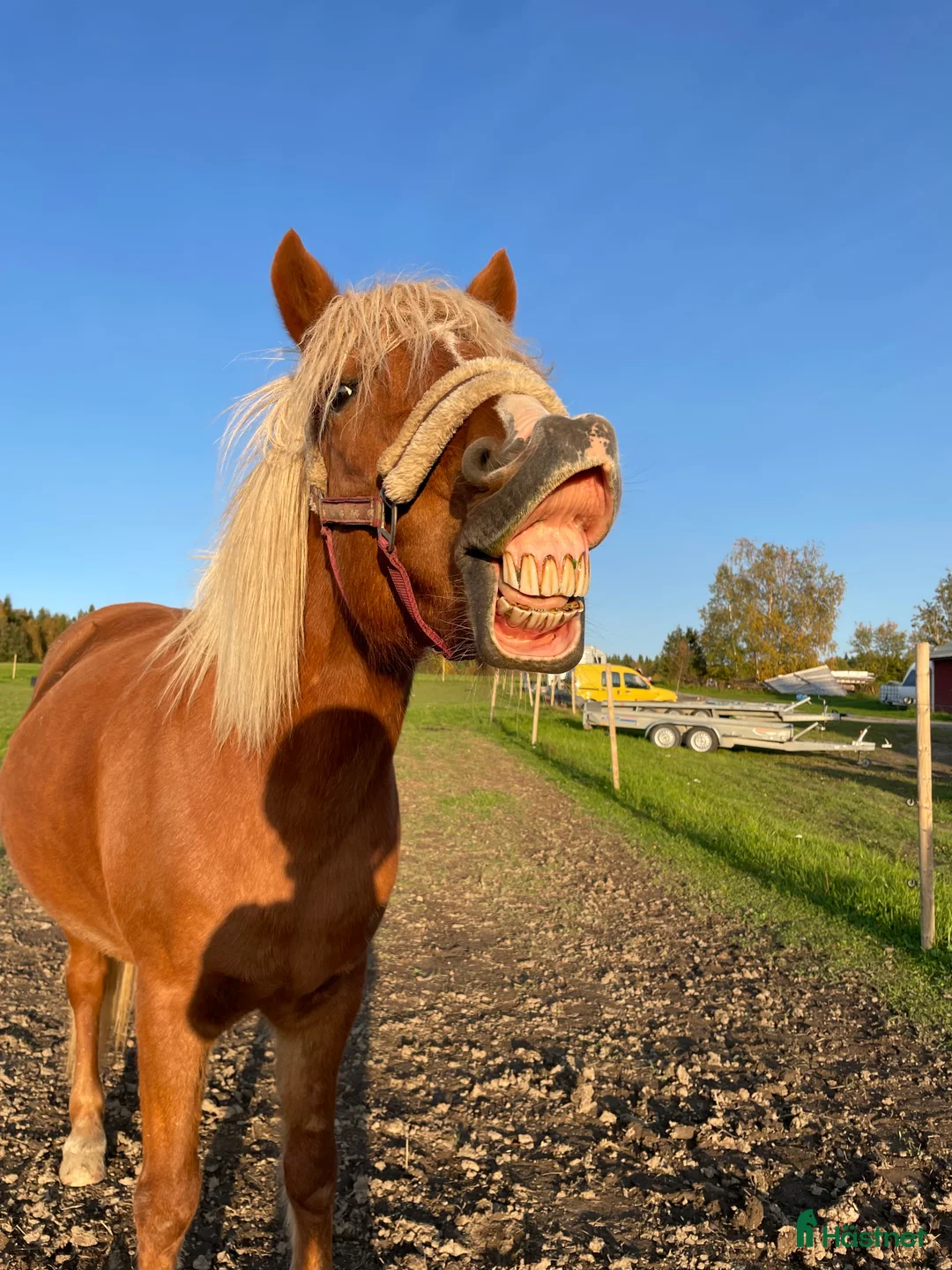 Island hästar till salu: Islandssto triangelmärkt i Orrviken - Annons 5