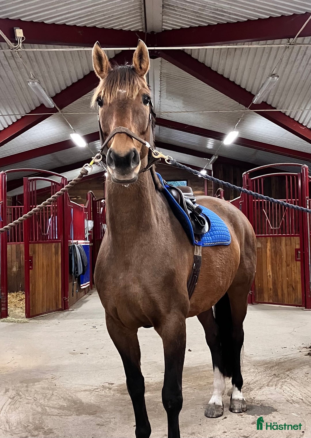  medryttarhäst finnes: Halvfodervärd häst, Almunge i Almunge - Annons 1