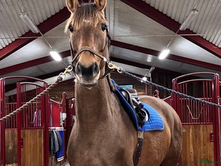 medryttarhäst finnes: Halvfodervärd häst, Almunge i Almunge - Annons 3