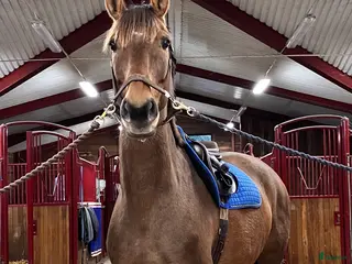 medryttarhäst finnes: Halvfodervärd häst, Almunge i Almunge - Annons 12