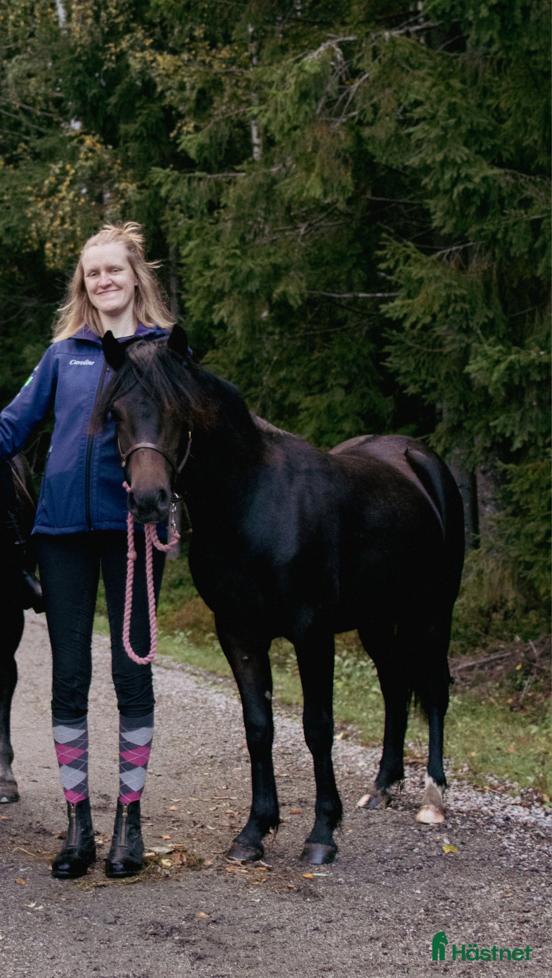 Allround hästar till salu: Underbart ungsto B-ponny i Bjästa - Annons 3