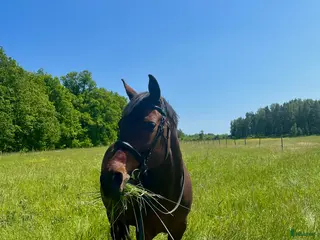 hästar Äldre sto söker ett lugnt och tryggt hem i Linköping - Annons 5