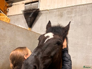 medryttarhäst sökes: Jag söker medryttarhästen som söker efter mig!💗 i Stockholm - Annons 19