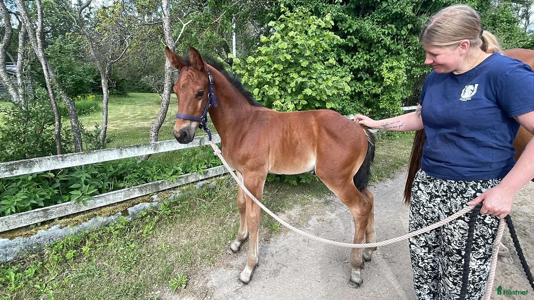 Hoppning hästar till salu: Stor massiv hingst  - Annons 4