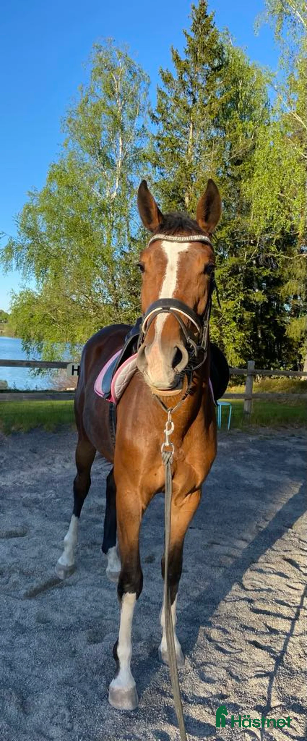 Hoppning hästar till salu: Hedvig ett framtidslöfte inom hoppsporten i Berga - Annons 2