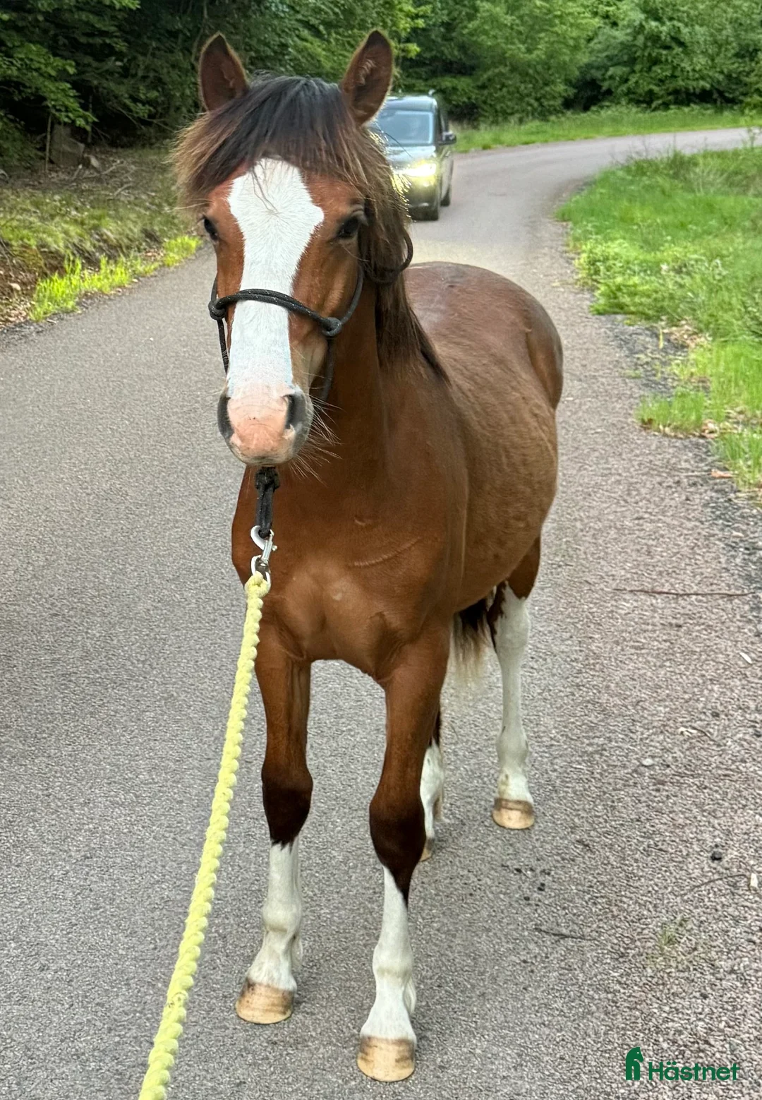 Allround hästar till salu: Ungponny med prestationsstam - Annons 1