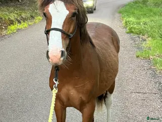 hästar Ungponny med prestationsstam - Annons 1