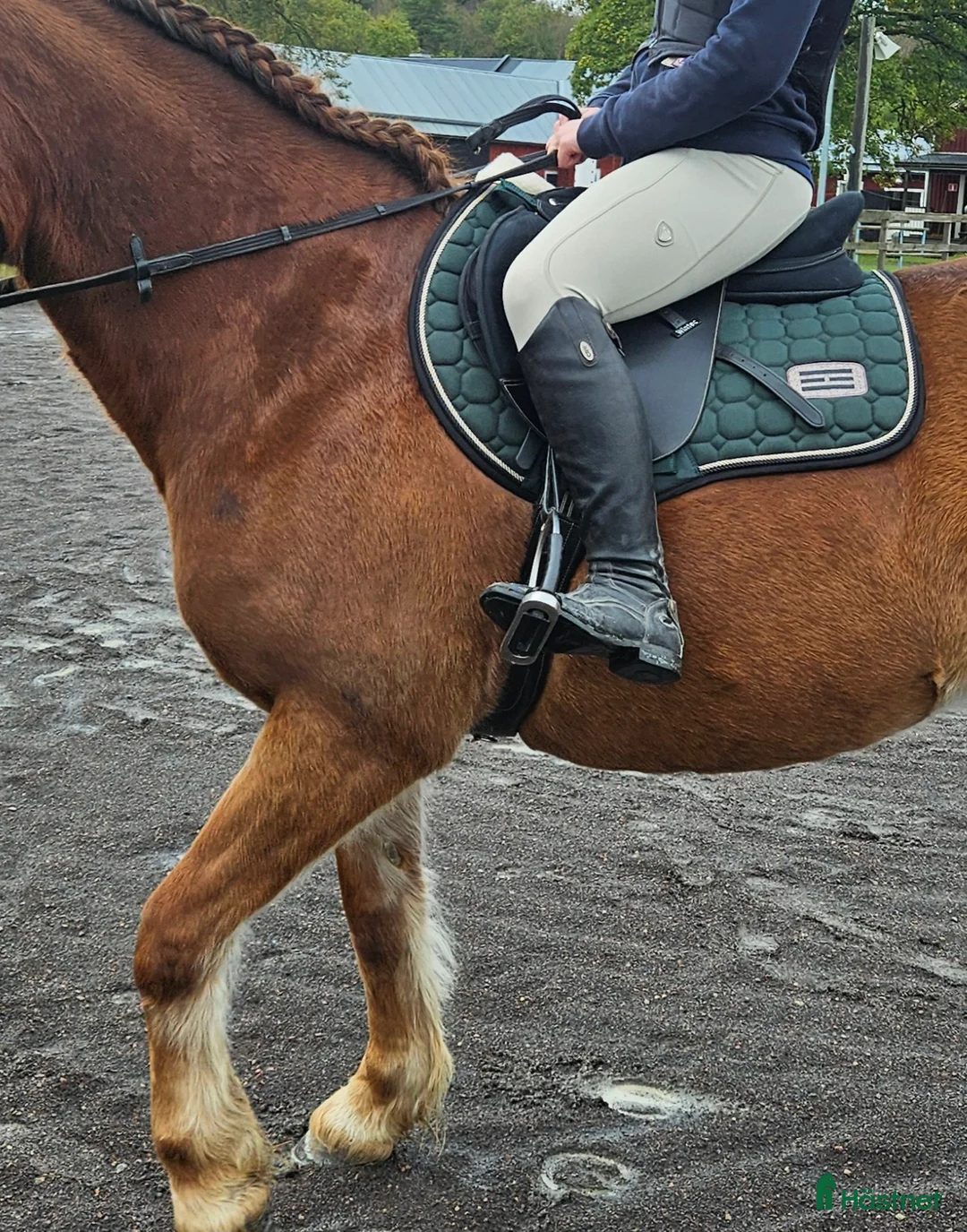 Sadlar hästutrustning till salu: Wintec Pro Jump Cair 17,5" - Annons 2