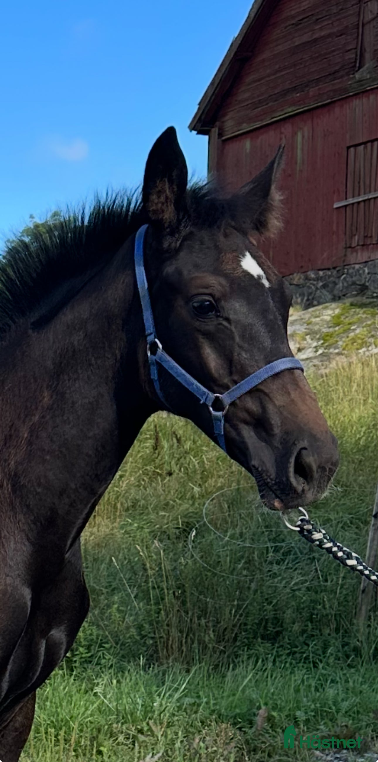  hästar Hingstföl e Skyline to B i Uppsala - Annons 18