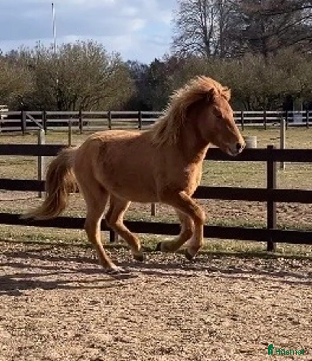 Island hästar till salu: 2-årig valack efter bedömda föräldrar  - Annons 4