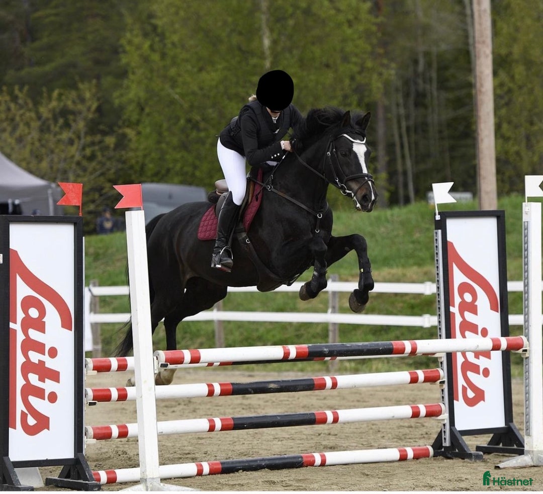 Allround hästar till salu: SWB-sto – fin vardagshäst i Husum - Annons 1