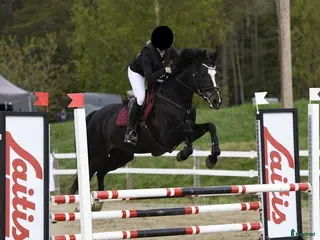 hästar SWB-sto – fin vardagshäst - Annons 23